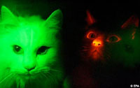 glowing-korean-cats.jpg