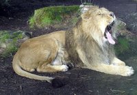 lion-yawning.jpg