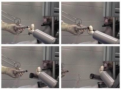 monkey-robot-arm-marshmallow-moment.jpg