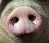 oink-pig.jpg