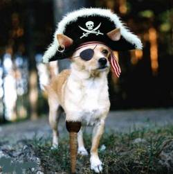 pirate-dog.jpg